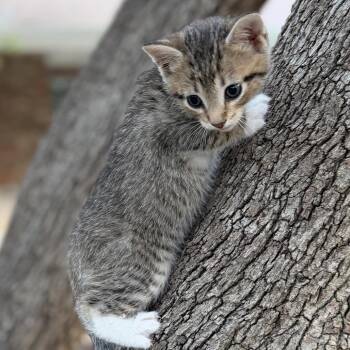 Domestic Short Hair Cats Available for Adoption in Boerne, Texas - Crazy For You | PetCurious