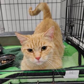 Carrie -  Domestic Short Hair Cat for Adoption in Coos Bay, Oregon - Carrie | PetCurious