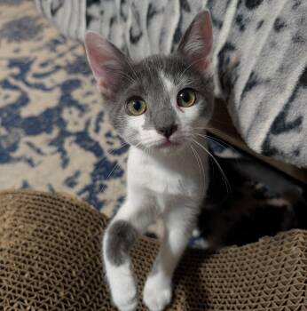 Roulette -  Domestic Short Hair Cat for Adoption in Sonora, California - Roulette | PetCurious