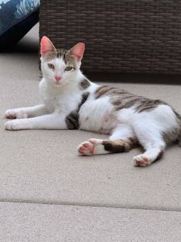 Polly the Polydactyl -  Domestic Short Hair Cat for Adoption in Little River, South Carolina - Polly The Polydactyl | PetCurious
