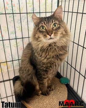 Domestic Long Hair Cats Available for Adoption in Maryville, Tennessee - Tatum | PetCurious