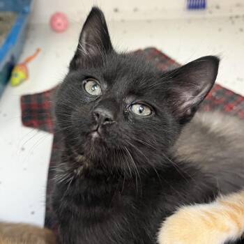 Domestic Short Hair Cats Available for Adoption in Champaign, Illinois - Styx | PetCurious