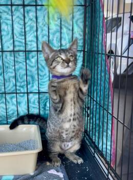 Tabby Cats Available for Adoption - Ada | PetCurious