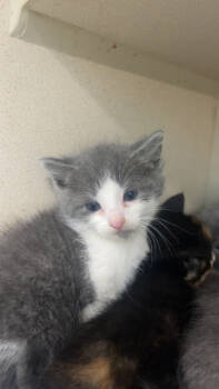 Rescue Domestic Short Hair Cats for Adoption in Columbus, Indiana - Shimmer | PetCurious