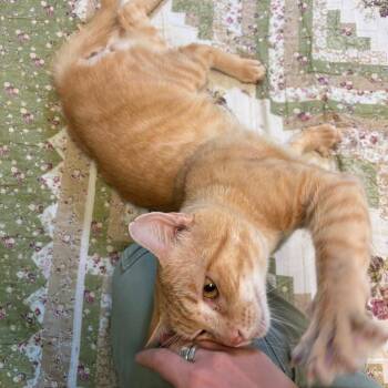 Garfield -  Domestic Short Hair Cat for Adoption in Hendersonville, North Carolina - Garfield | PetCurious