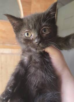 Sweet little Blackberry -  Domestic Short Hair Cat for Adoption in Elizabeth, Pennsylvania - Sweet Little Blackberry | PetCurious