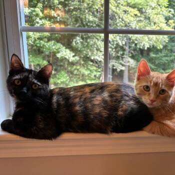Hardy -  Domestic Short Hair Cat for Adoption in Hopkinton, Massachusetts - Hardy | PetCurious