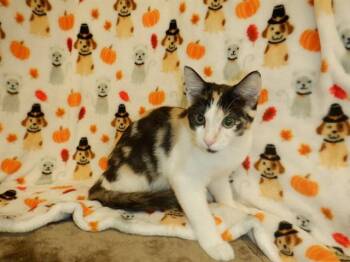 GLORIA -  Domestic Medium Hair Cat for Adoption in San Jose, California - GLORIA | PetCurious