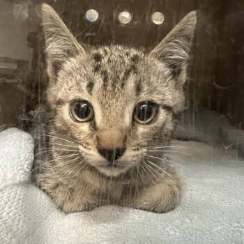 Sterling -  Domestic Short Hair Cat for Adoption in Pasadena, California - Sterling | PetCurious