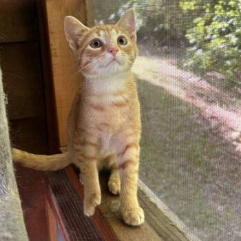 Marmalade -  Tabby and Domestic Short Hair Cat for Adoption in Knoxville, Tennessee - Marmalade | PetCurious