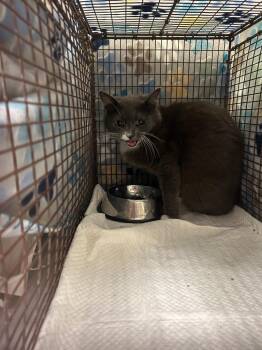 Domestic Short Hair Cats Available for Adoption in Winder, Georgia - 2026-05-016 | PetCurious