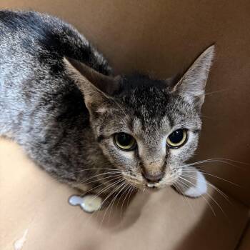 Twill -  Domestic Short Hair Cat for Adoption in Newark, New Jersey - Twill | PetCurious