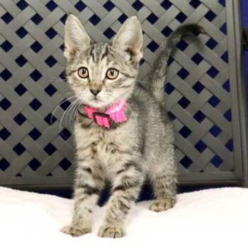 Domestic Short Hair Cats Available for Adoption in Midland, Texas - Wallaby | PetCurious