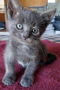 Steely Dan -  Domestic Short Hair and Russian Blue Cat for Adoption in Myrtle Beach, South Carolina - Steely Dan | PetCurious
