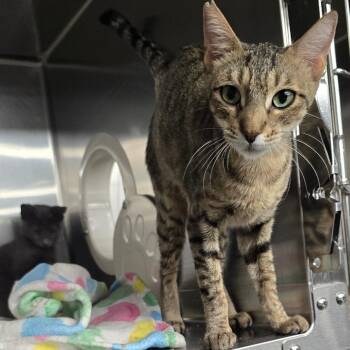 Kamalo -  Domestic Short Hair Cat for Adoption in Spokane, Washington - Kamalo | PetCurious