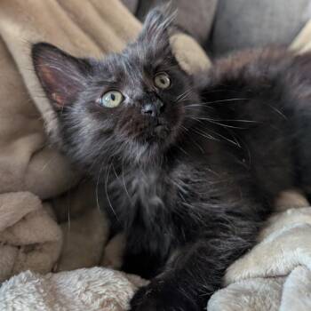 Kit -  Domestic Short Hair Cat for Adoption in West Des Moines, Iowa - Kit | PetCurious