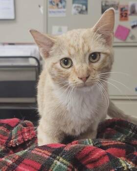 Chris -  Domestic Short Hair Cat for Adoption in Fremont, Nebraska - Chris | PetCurious