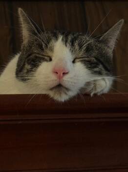 Pip -  Domestic Short Hair Cat for Adoption in New York, New York - Pip | PetCurious
