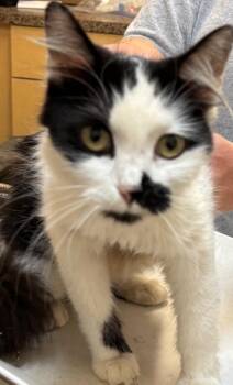 GIDGET -  Domestic Medium Hair Cat for Adoption in Elizabethton, Tennessee - GIDGET | PetCurious