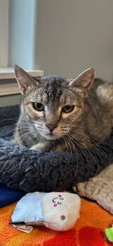 Maple -  Domestic Short Hair Cat for Adoption in Newberg, Oregon - Maple | PetCurious