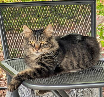 Rescue Maine Coon Cats for Adoption in Hillsboro, Oregon - KITSY - Offered By Owner - Maine Coon Mix | PetCurious