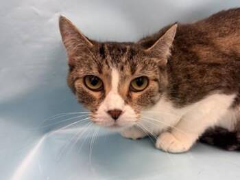 Katana -  Domestic Short Hair Cat for Adoption in Golden Valley, Minnesota - Katana | PetCurious