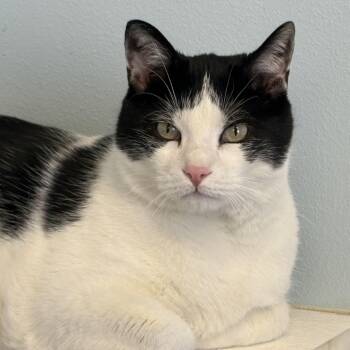 Domestic Short Hair Cats Available for Adoption in Pierre, South Dakota - Boxer | PetCurious