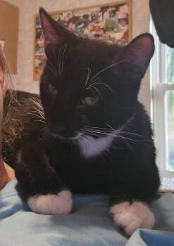 Doug -  Domestic Short Hair Cat for Adoption in St. Cloud, Florida - Doug | PetCurious