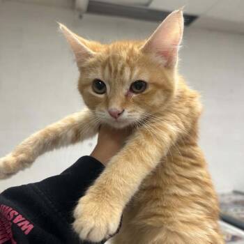 Shrimply -  Domestic Short Hair Cat Available for Adoption in Woodbury, New Jersey - Shrimply | PetCurious