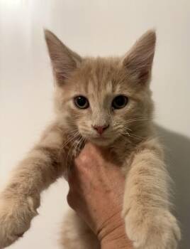 Micah -  Domestic Medium Hair Cat for Adoption in Sanford, North Carolina - Micah | PetCurious