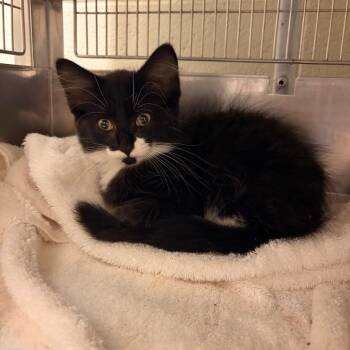 Bahamas -  Domestic Medium Hair Cat for Adoption in Bristol, Indiana - Bahamas | PetCurious