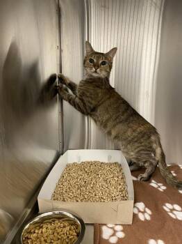 GRUNDY -  Domestic Short Hair Cat for Adoption in Indianapolis, Indiana - GRUNDY | PetCurious