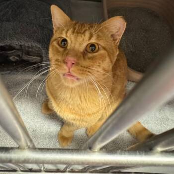 Mothman -  Domestic Short Hair Cat for Adoption in Edwardsville, Illinois - Mothman | PetCurious