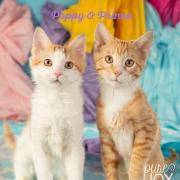 Rescue Domestic Short Hair Cats for Adoption in Springfield, Missouri - Prince | PetCurious