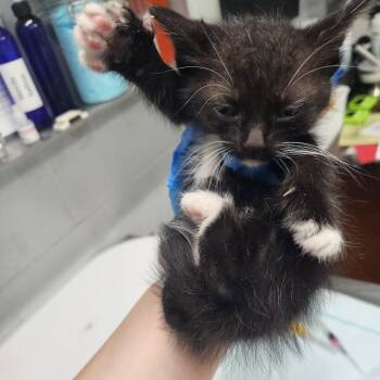 Adam @ Dorchester Rd PetSmart -  Domestic Short Hair Cat for Adoption in Summerville, South Carolina - Adam @ Dorchester Rd PetSmart | PetCurious