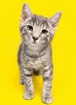 Bentley -  Domestic Short Hair Cat for Adoption in Columbia, Tennessee - Bentley | PetCurious