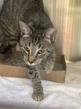 Rescue Domestic Short Hair Cats for Adoption in Batavia, Ohio - Frankenpurr | PetCurious