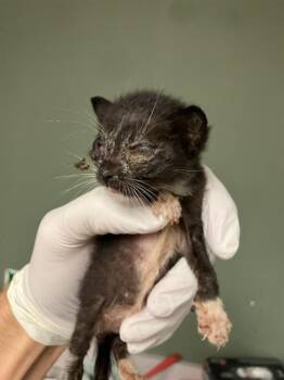 TOPH -  Domestic Short Hair Cat for Adoption in Jacksonville, Florida - TOPH | PetCurious
