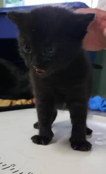 Velvet -  Domestic Short Hair Cat for Adoption in Medford, Wisconsin - Velvet | PetCurious