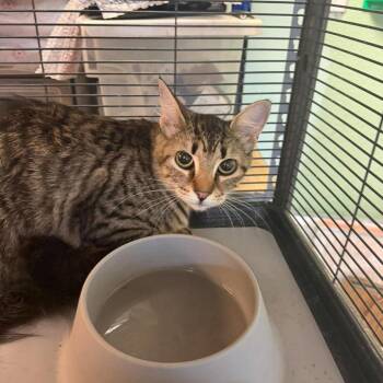 Mopsey -  Domestic Short Hair Cat for Adoption in Madill, Oklahoma - Mopsey | PetCurious