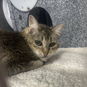 Boromir -  Domestic Short Hair Cat for Adoption in Salt Lake City, Utah - Boromir | PetCurious
