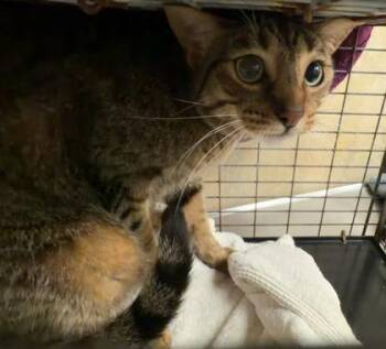 Mister -  Domestic Short Hair Cat for Adoption in Honolulu, Hawaii - Mister | PetCurious