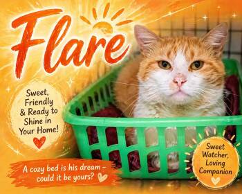 Tabby Cats Available for Adoption in Greenville, Delaware - Flare (FCID04/13/2026 - 33 Trainer) | PetCurious