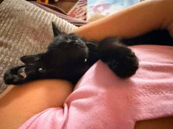 Mystic Willow -  Domestic Short Hair Cat for Adoption in Deltona, Florida - Mystic Willow | PetCurious
