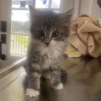 Ronald -  Domestic Medium Hair Cat for Adoption in Chapel Hill, North Carolina - Ronald | PetCurious