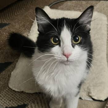 Rescue Domestic Medium Hair Cats for Adoption in Davis, California - Kiwi | PetCurious