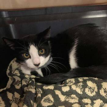 Domestic Short Hair Cats Available for Adoption - Miss Double Stuff | PetCurious