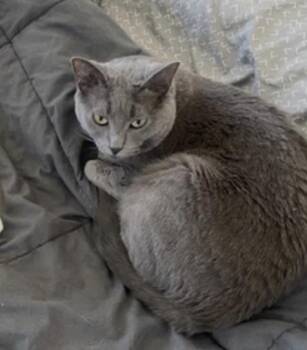 Sancho -  Russian Blue Cat for Adoption in San Diego, California - Sancho | PetCurious