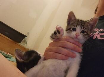 Coral G. -  Domestic Short Hair Cat for Adoption in West Peoria, Illinois - Coral G. | PetCurious
