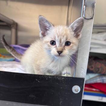 Rex -  Domestic Short Hair Cat for Adoption in Rock Falls, Illinois - Rex | PetCurious